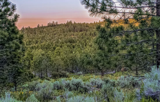 #10 | Own Your Very Own 4 Acres in the Woods of Northern California!