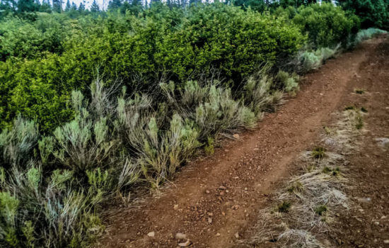 #29 | Own This 1.10 Acre Lot in Modoc, CA!
